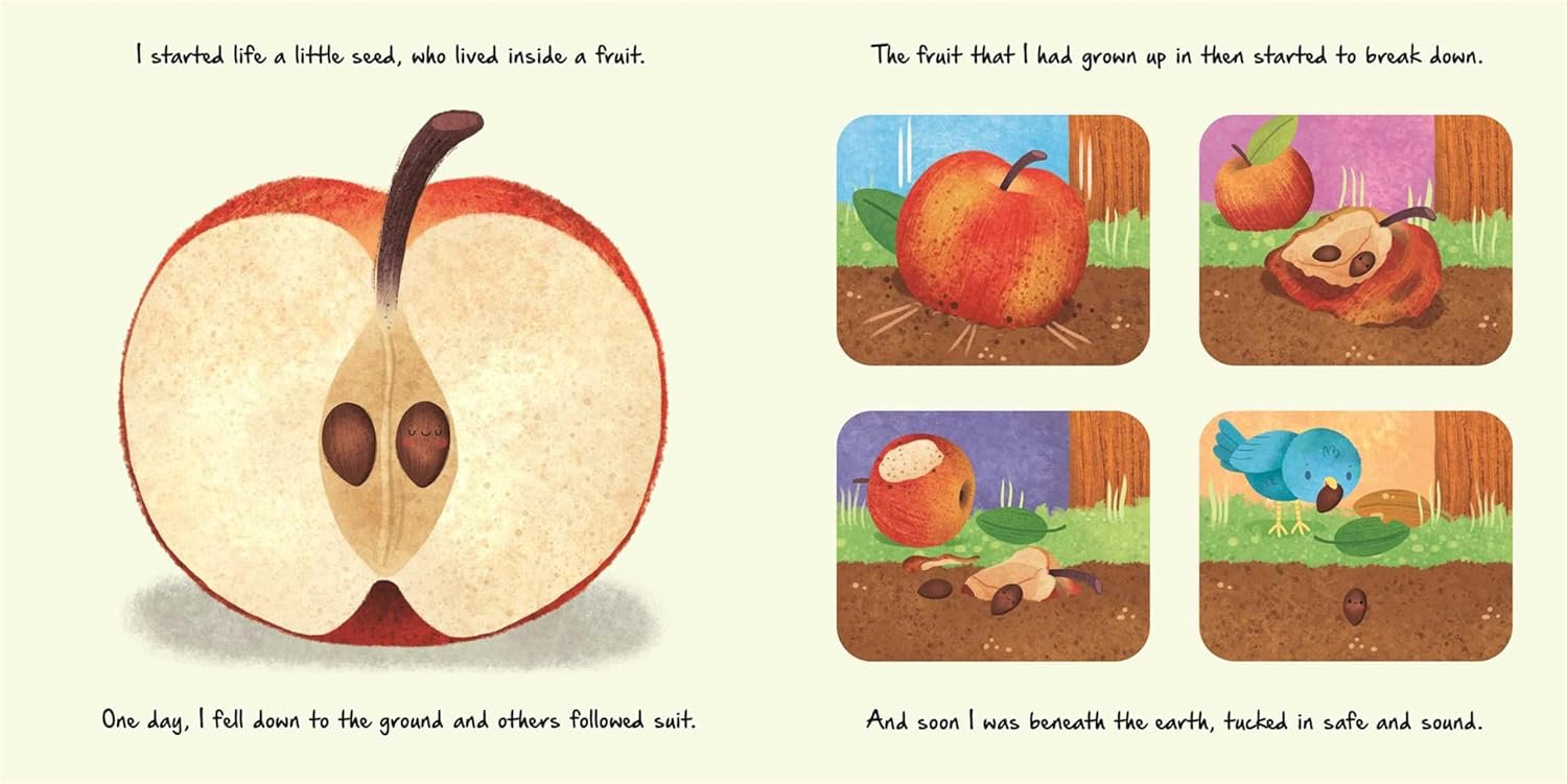 Nature Stories: Little Apple Tree: Discover an Amazing Story from the Natural World-Padded Board Book -  BigGreenBear.com Book 11.99 USD Big Green Bear